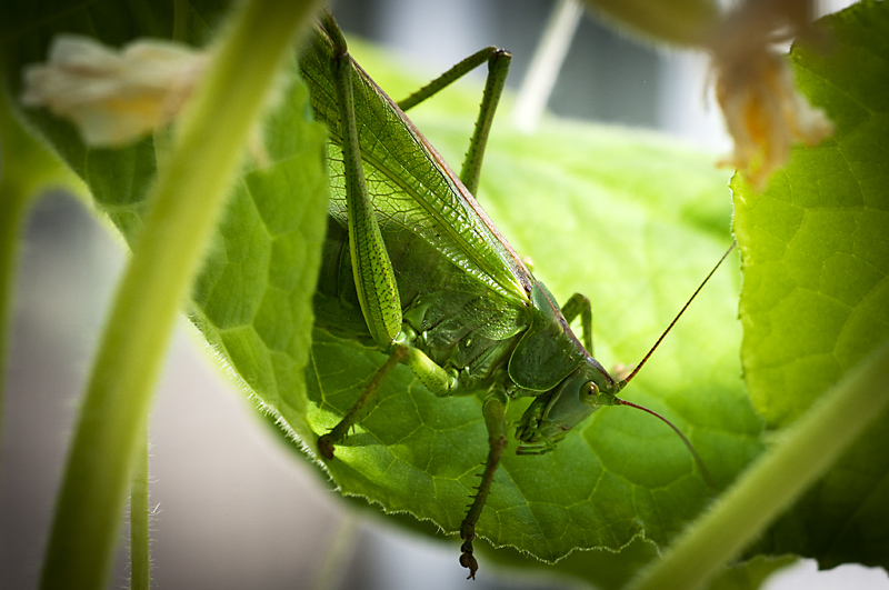 Hepokatti1 800px.jpg - The Great Green Bush cricket - Tettigonia viridissima